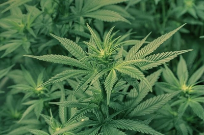 Medical dagga in the pipeline