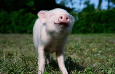 Indian film star takes piggy to bank