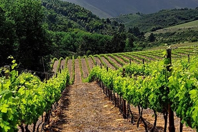 Wine farm wage deal