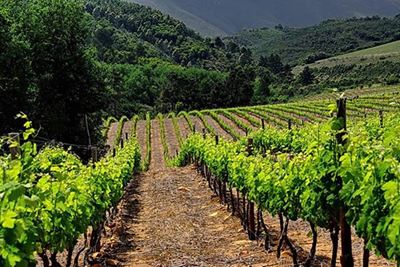 Wine farm wage deal
