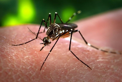 Texas reports 1st case of Zika spread by local mosquitoes