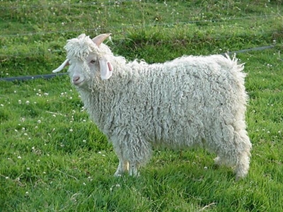 Mohair demand subdued at season’s second last sale