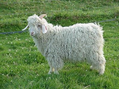 Mohair demand subdued at season’s second last sale
