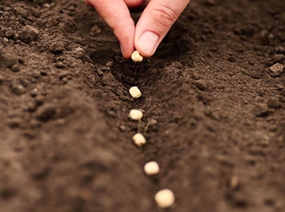 Addressing lack of access to seeds for smallholder farmers