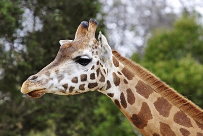 Giraffes facing 'silent extinction' as population plunges
