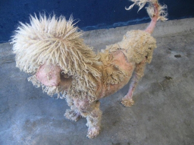Pedigree dogs found in shocking condition