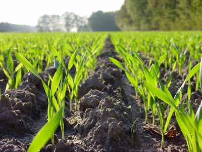 Battling climate change with holistic solutions