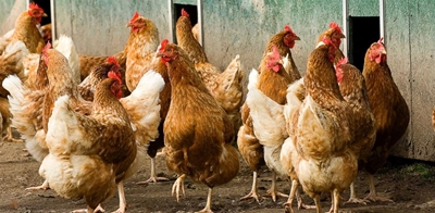 The Department of Trade and Industry deals with poultry imports concerns