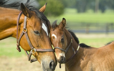 Petition launched to stop illegal slaughter of horses