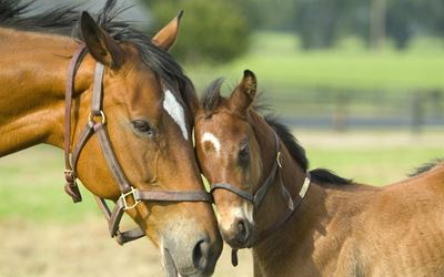 Petition launched to stop illegal slaughter of horses