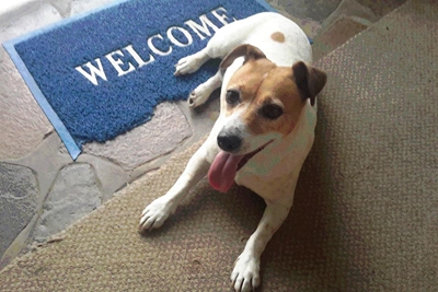Verskrikte honde soek hul base