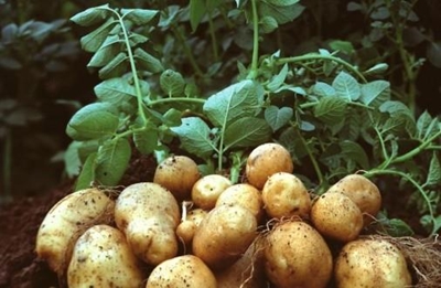 Uncertainty about potato production in 2017