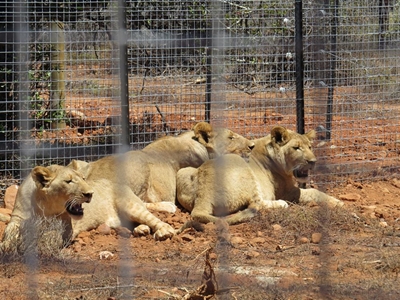VIDEO: 3 nuwe leeus op Buffelsdrift
