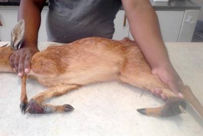 Bokkie oorleef met 2 gebreekte bene