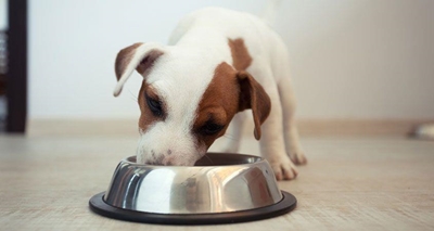 Correct feeding for your dog’s life stages