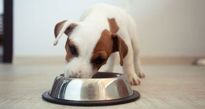 Correct feeding for your dog’s life stages