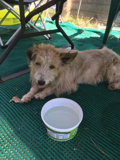 Dog found in Lappiesbaai