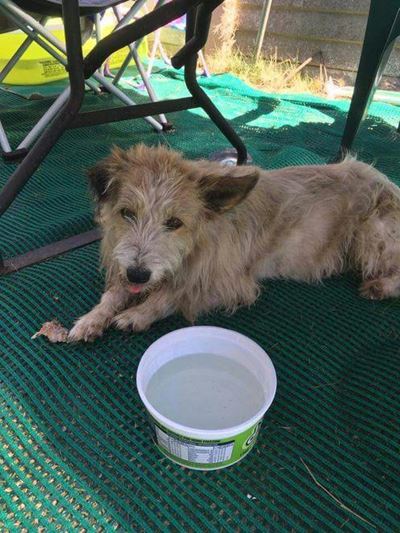 Dog found in Lappiesbaai
