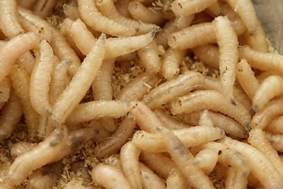 Creepy, crawly maggots are a medical powerhouse