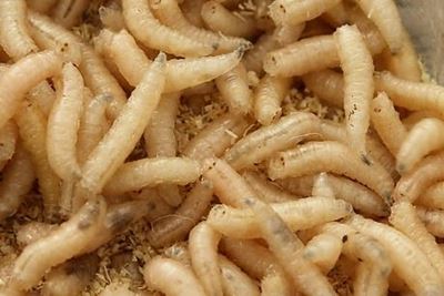 Creepy, crawly maggots are a medical powerhouse