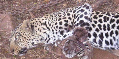 Proposed predator regulations