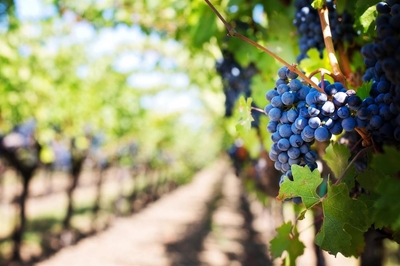 Top Wine SA Hall of Fame champions announced
