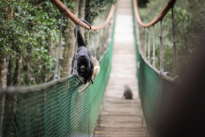 Top SA curator for local sanctuaries