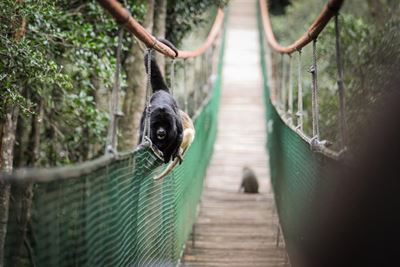 Top SA curator for local sanctuaries