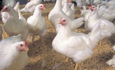 EU cries foul over chicken crisis claims