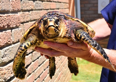 Bedreigde seeskilpad gered