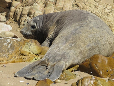 Seal beached for 2 days