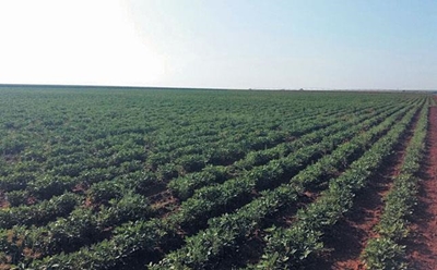 Groundnut production: Challenging but profitable