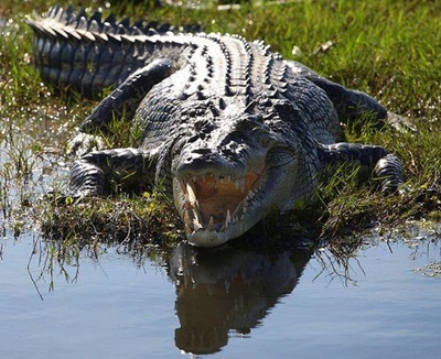 Man killed by crocodile in Australia