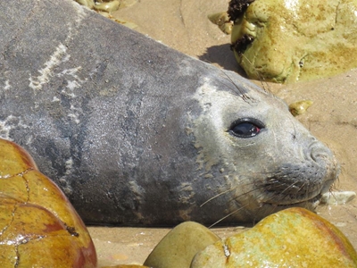 Uncertain fate of seal