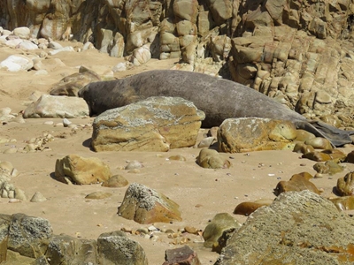 Seal put out of her misery