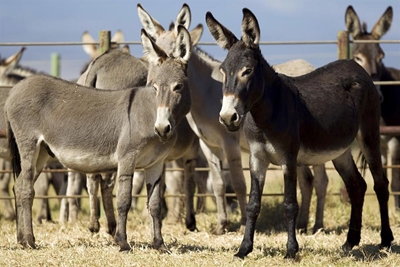 'Donkey killing site' in Northern Cape