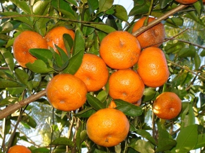 Foul play suspected in SA citrus mislabelling saga