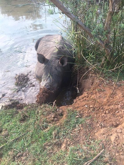 Rhino rescued from mud