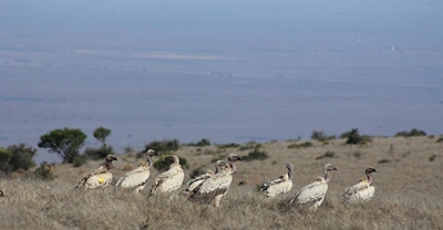 Endangered vultures return to the Great Karoo
