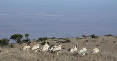 Endangered vultures return to the Great Karoo