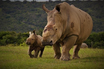Poaching survivor Thandi gives birth to 2nd rhino calf