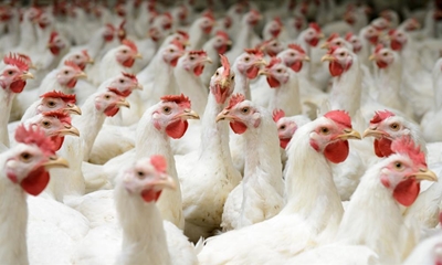 "SA poultry industry in crisis"