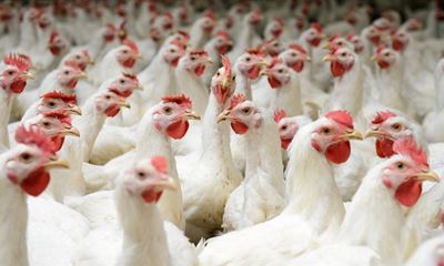 "SA poultry industry in crisis"