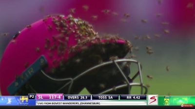 VIDEO: Bees stop play at Pink ODI