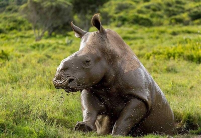 Trio linked to poaching syndicate