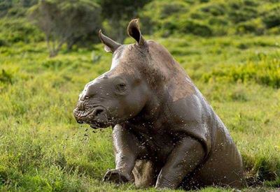 Trio linked to poaching syndicate
