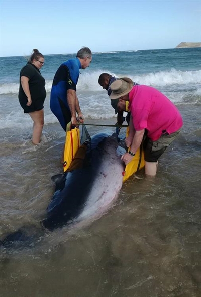 Walvis gered op Witsand