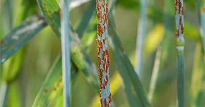 New races of damaging wheat rust found as old ones continue to spread