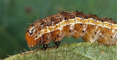 Armyworm hits SA