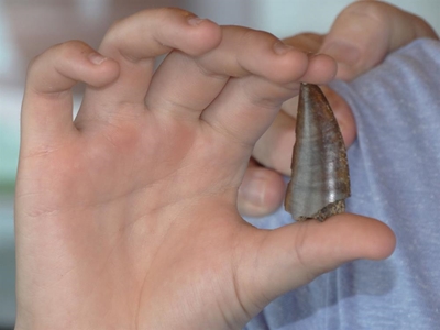 International eyes on dinosaur tooth